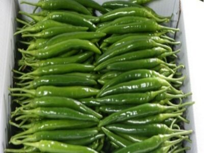 햅쌀과 한국야채 특가공구