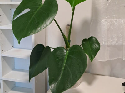 반려식물 몬스테라 엔젤스킨 스킨답서스