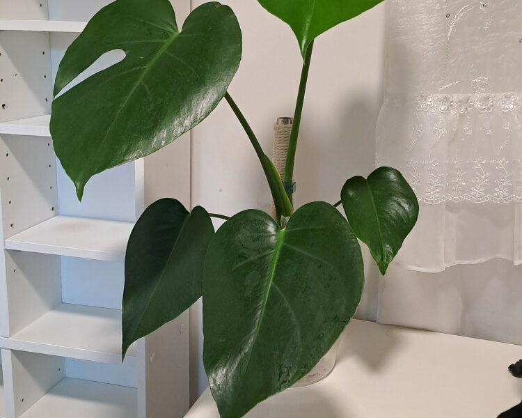 반려식물 몬스테라 엔젤스킨 스킨답서스