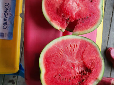 ●과일방● 달고 맛있는 수박 있습니다