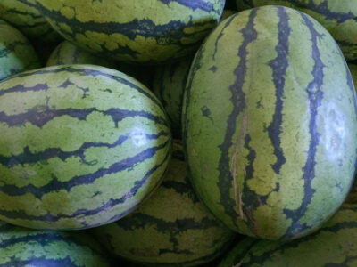 ●과일방● 한국수박 나왔습니다