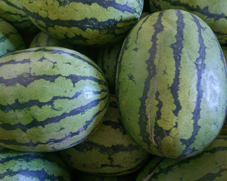 ●과일방● 한국수박 나왔습니다