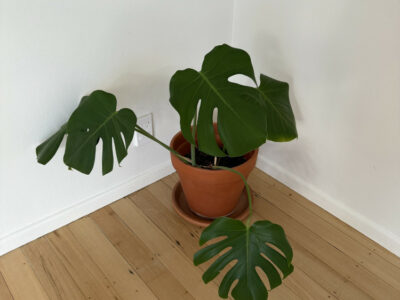 몬스테라 팔아요