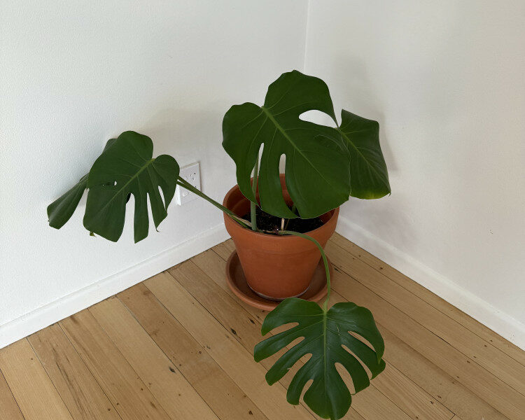 몬스테라 팔아요