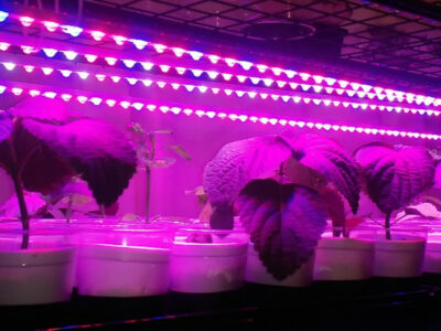 식물용 LED바, 수경재배용 스펀지 $70