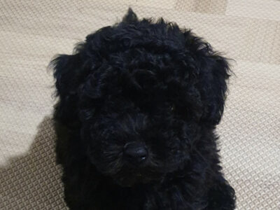 말티푸 강아지 분양합니다