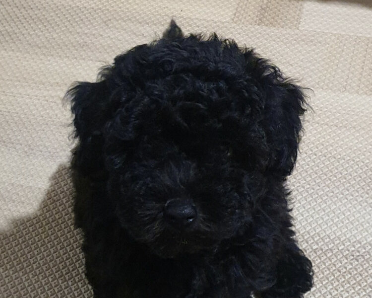 말티푸 강아지 분양합니다