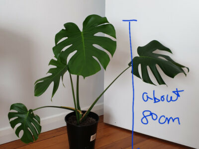 거실에 몬스테라-1 들여보세요~~