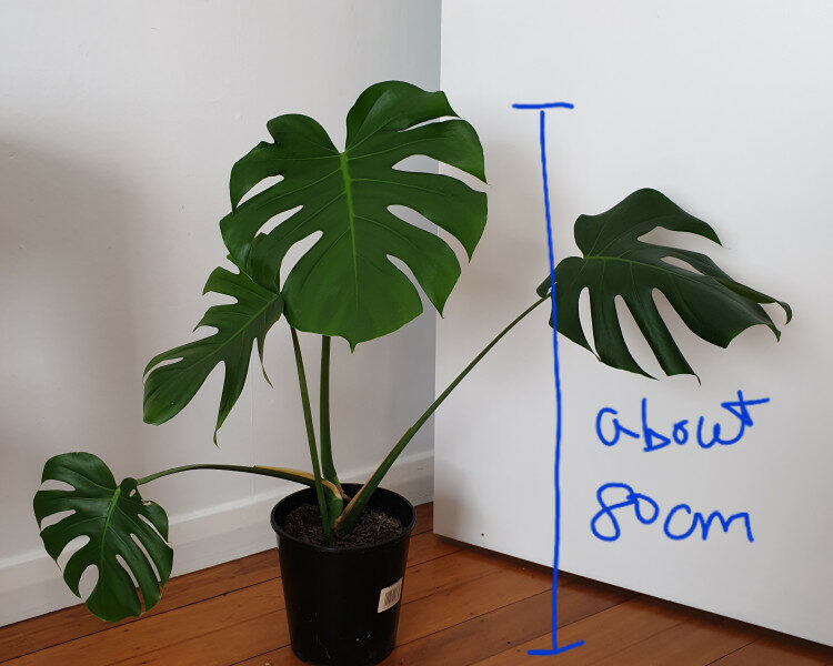 거실에 몬스테라-1 들여보세요~~